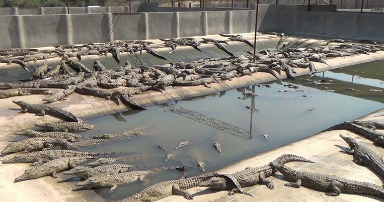 O οίκος Hermès ετοιμάζεται να κατασκευάσει φάρμες κροκοδείλων για τις διάσημες τσάντες της