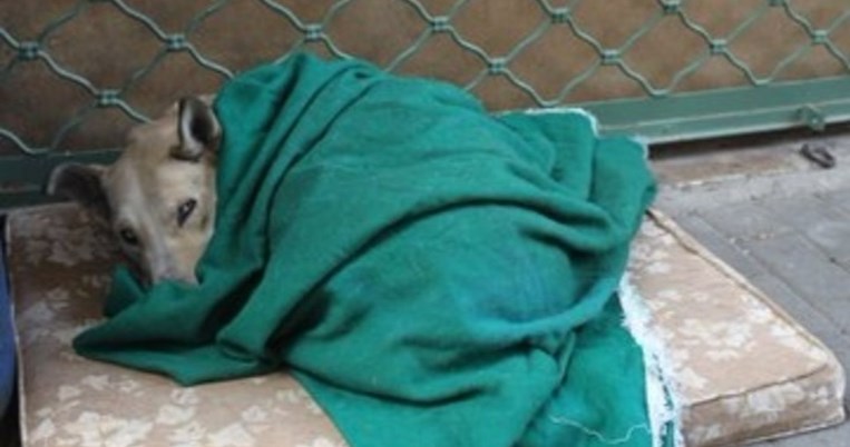 Συνελήφθη άνδρας που πυροβόλησε και σκότωσε σκυλί στο Ηράκλειο της Κρήτης 