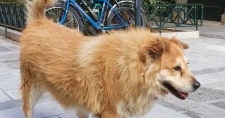 Οδηγός παρέσυρε με το αυτοκίνητο και σκότωσε τον Σωκράτη, έναν από τους σκύλους του Συντάγματος