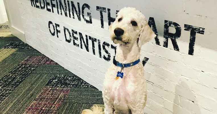 Ο σκύλος θεραπείας που ανακουφίζει τη φοβία των ασθενών στο οδοντιατρείο: «Ήρεμος και αγαπησιάρικος»