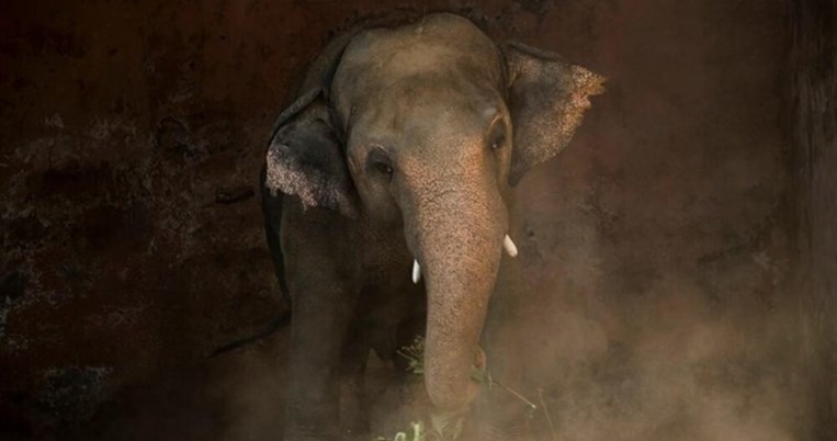 O Kaavan, o πιο μοναχικός ελέφαντας στον κόσμο, συναντήθηκε ξανά με το είδος του μετά από 8 χρόνια