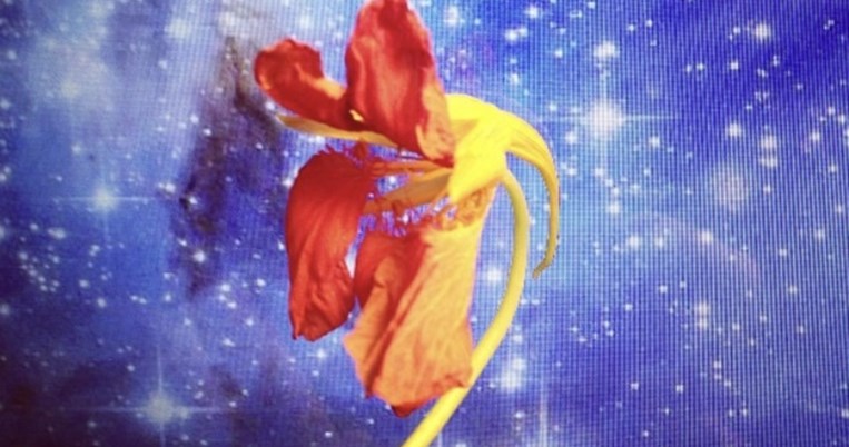 «Πολέμα με το λουλούδι που κρατάς στο χέρι σου»: Ένα webinar που εστιάζει στο εδώ και τώρα 