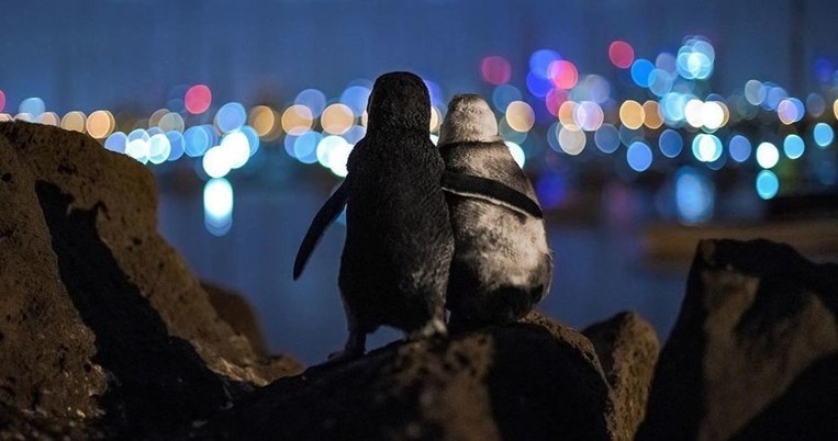 H viral εικόνα με τους χήρους πιγκουίνους που αγκαλιάζονται κέρδισε το πρώτο βραβείο φωτογραφίας