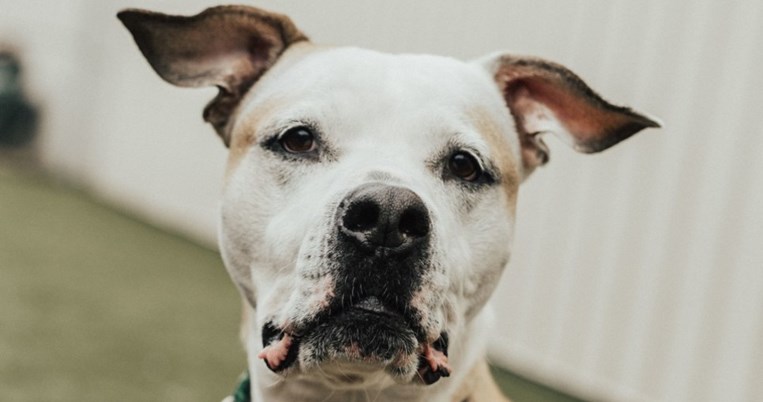 H ιστορία του Τζούνιορ,του πανέμορφου σκύλου που κατάφερε να επιστρέψει σπίτι 8 χρόνια αφότου χάθηκε