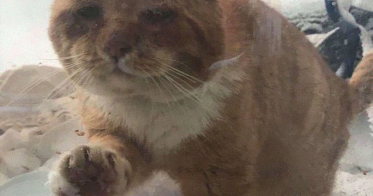 Η απίστευτη μεταμόρφωση του γάτου που ετοιμοθάνατος χτύπησε την πόρτα ενός σπιτιού για να σωθεί