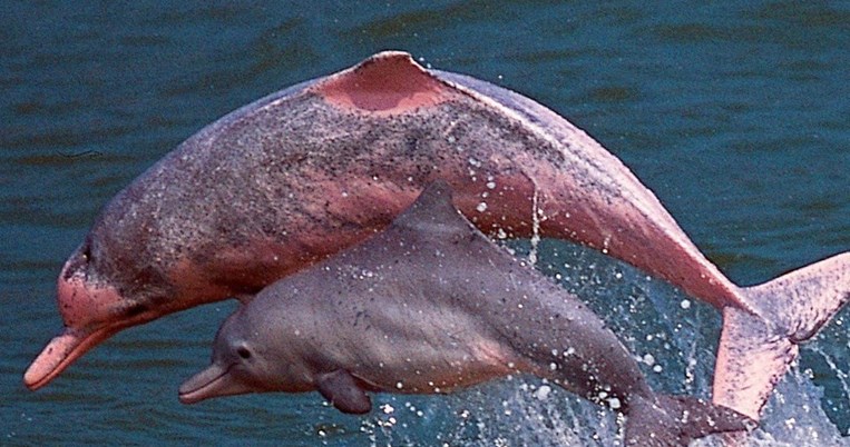 Τα ροζ δελφίνια του Χονγκ Κονγκ: Τα πανέμορφα θηλαστικά επέστρεψαν στα ανοικτά του λιμανιού