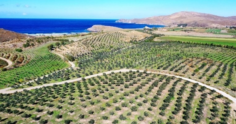 Έλληνας αγρότης μεταμορφώνει την πετρωμένη λάβα στη δυτική Λέσβο σε καταπράσινο ελαιώνα