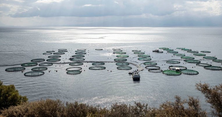 H ΕΛΟΠΥ προσφέρει στο Χαμόγελο του Παιδιού ολόφρεσκα ψάρια ελληνικής ιχθυοκαλλιέργειας