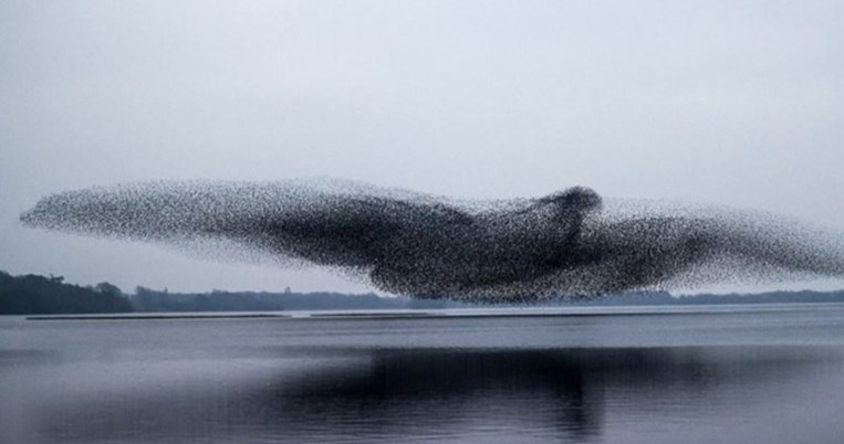 Μαγικό βίντεο: Σμήνος από ψαρόνια σχηματίζει ένα τεράστιο πουλί στον ουρανό 