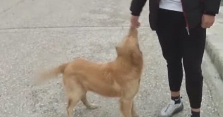 «Με τραβούσε από το πόδι, δαγκώνοντας το παντελόνι μου»: Σκυλί έσωσε μια οικογένεια στον σεισμό