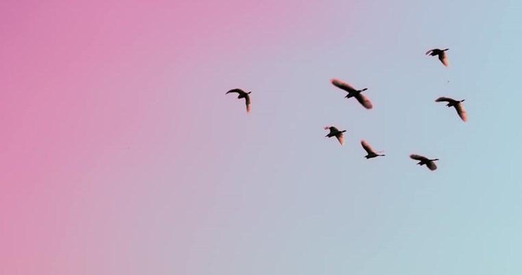 Τα πουλιά που έμαθαν να μην πετάνε