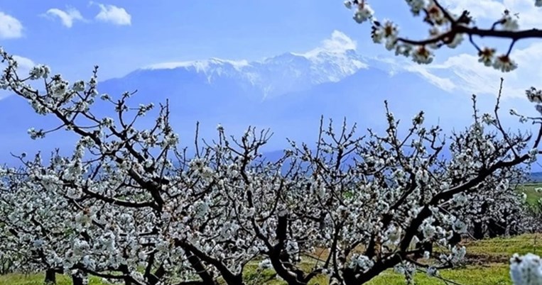 Όπως Ιαπωνία: Παραδεισένιες εικόνες από τις ανθισμένες κερασιές της Πιερίας αυτή την εποχή