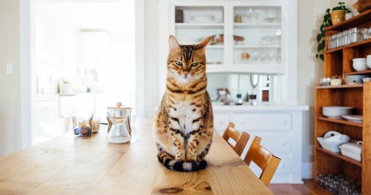 Επικήδειος για μια αδέσποτη: Η Παρδαλή, η γάτα που επέβαλε τη μητριαρχία στη γειτονιά