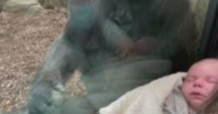 Η απίστευτα τρυφερή αντίδραση θηλυκού γορίλα σε επισκέπτρια ζωολογικού κήπου με νεογέννητο μωρό