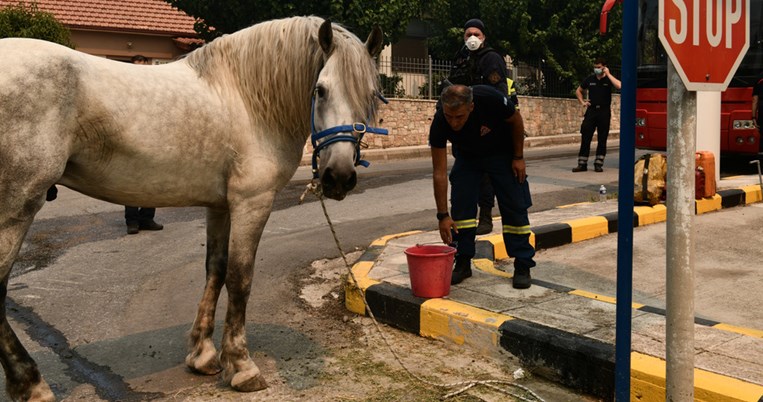 Η φάρμα των ζώων κάηκε