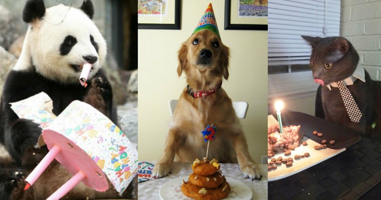 15 ζώα που κάνουν καλύτερα πάρτι γενεθλίων από τα δικά μας