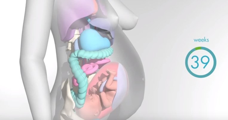 Ένα εκπληκτικό βίντεο δείχνει πώς αλλάζουν τα όργανα της γυναίκας στην εγκυμοσύνη