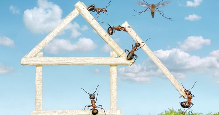 Καλοκαίρι σημαίνει παγωτά, διακοπές και...μυρμήγκια. 3 φυσικοί τρόποι για να τα απομακρύνεις