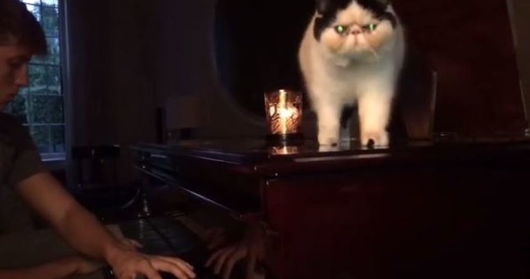 Η γάτα της Μαρί Σαντάλ είναι ό,τι πιο εξωπραγματικό είδαμε τελευταία