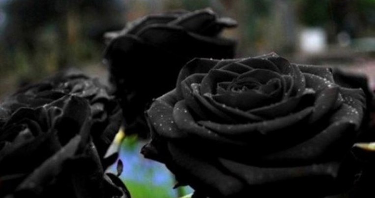 Τα μαύρα τριαντάφυλλα στο παραμυθένιο χωριό της Τουρκίας μεγαλώνουν μόνο το καλοκαίρι, στο Χαλφέτι