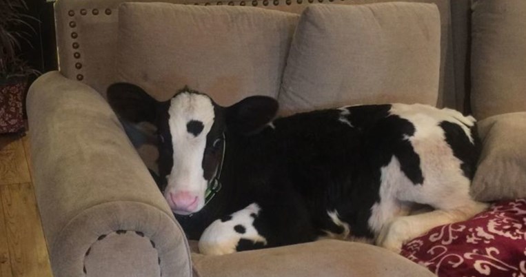 Μια μικρή αγελάδα νομίζει ότι είναι σκύλος και την «πέφτει» στον καναπέ