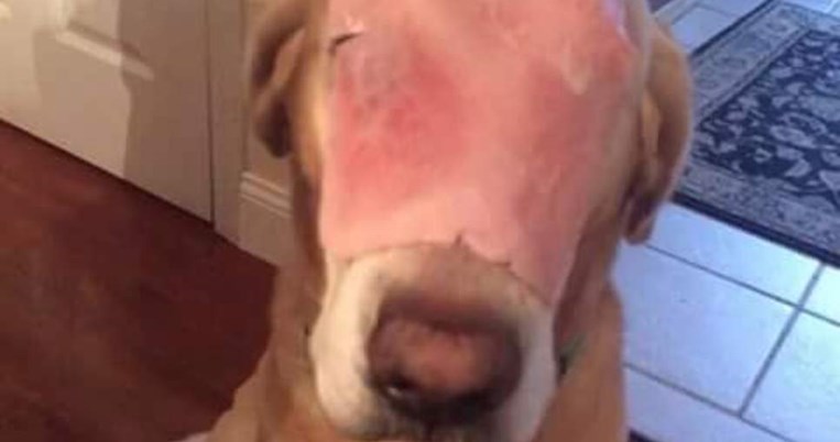 Χιλιάδες χρήστες του facebook προσεύχονται για ένα σκύλο με ένα ζαμπόν στη μουσούδα του