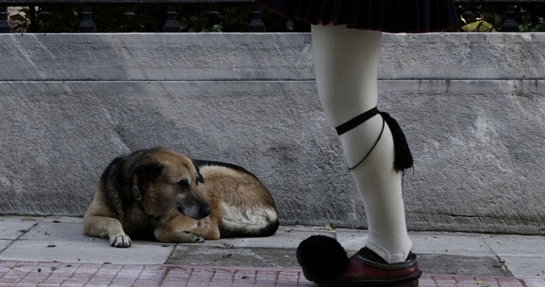 Δοχεία νερού σε 42 σημεία της Αθήνας για τα αδέσποτα τοποθέτησε ο Δήμος Αθηναίων