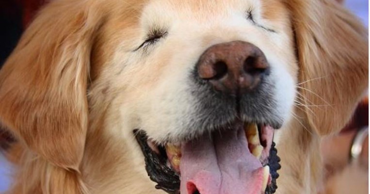 Ο τυφλός σκύλος που βοηθάει παιδιά και ηλικιωμένους έχει χιλιάδες φαν στο διαδίκτυο