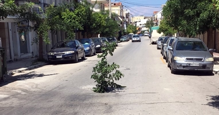 Είναι τρελοί αυτοί οι Ζακυνθινοί. Φύτεψαν δέντρο σε λακούβα για να μην πέφτουν μέσα οι οδηγοί