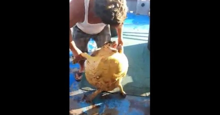 Ψαράς από την Κατερίνη κακοποιεί θαλάσσια χελώνα και ανεβάζει το βίντεο στο facebook