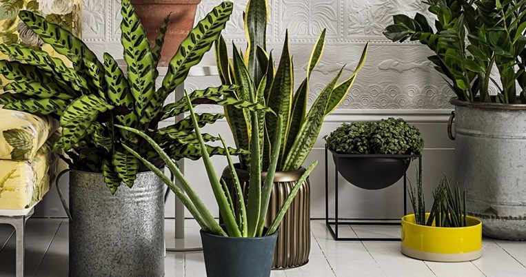 Πέντε πρακτικές ιδέες για να ποτίζονται τα φυτά όταν θα λείπετε σε διακοπές