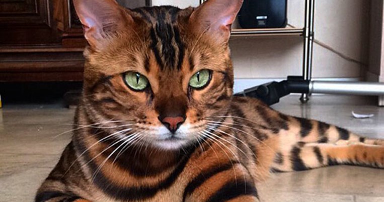 Αυτός είναι ο Θορ. Η γάτα Βεγγάλης που προκάλεσε φρενίτιδα στο internet