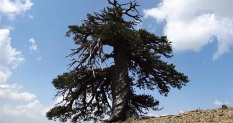 Αυτό είναι το γηραιότερο δέντρο του κόσμου και βρίσκεται στην Ελλάδα