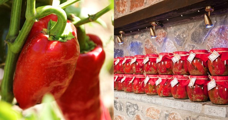 Πιπεριές Φλωρίνης: Ποιος είναι ο Βασιλιάς της αρχόντισσας των λαχανικών