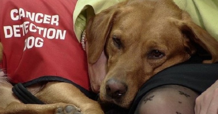 Οι σκύλοι μπορούν να μυρίσουν τον καρκίνο στην αναπνοή αλλά δεν κάνουν και θαύματα