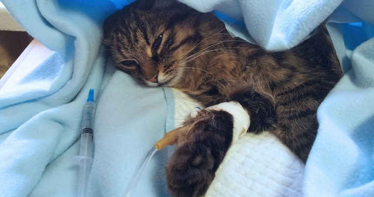 Eπιδημία έχει εξολοθρεύσει τις μισές γάτες στη Θεσσαλονίκη - Τι να προσέξετε