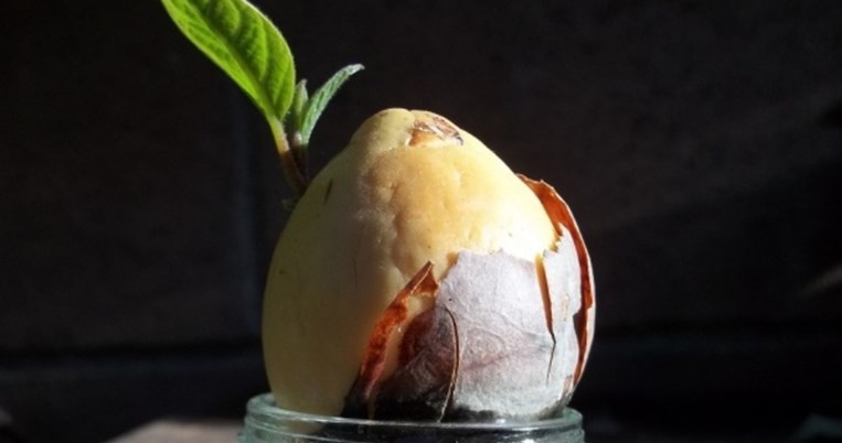 Πώς να καλλιεργήσεις δέντρο αβοκάντο μόνο από το κουκούτσι του