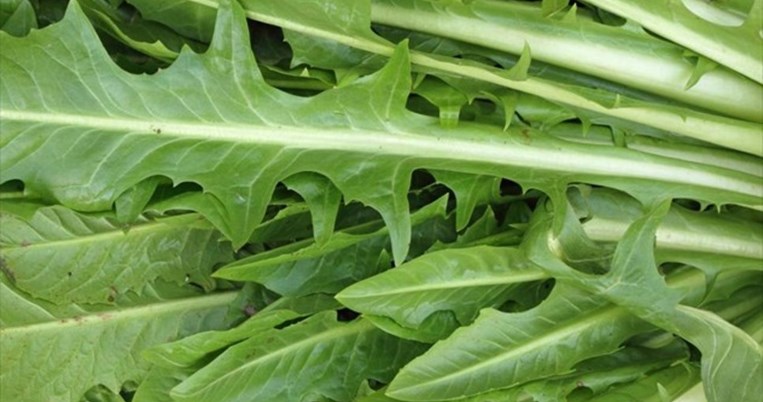 Χόρτα: Tips και οδηγίες για να μαζέψετε τον θησαυρό της φύσης