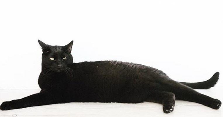 Mία πανέμορφη μαύρη γάτα που αγαπάει το design