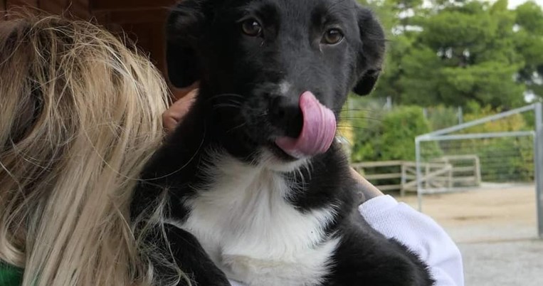 Save a Greek Stray: Mεγάλη δράση στείρωσης 160 ζώων 