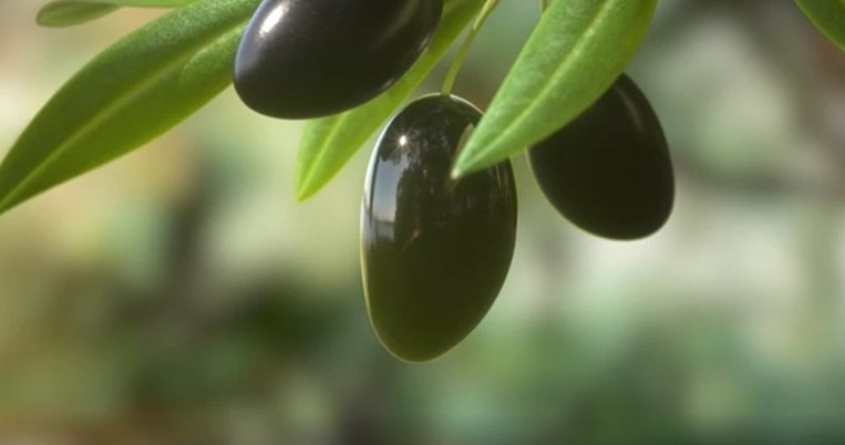 Ελαιόλαδο: Τα "μυστικά" της ποιότητας και ποιο ελαιόλαδο επιλέγουμε για ποια χρήση