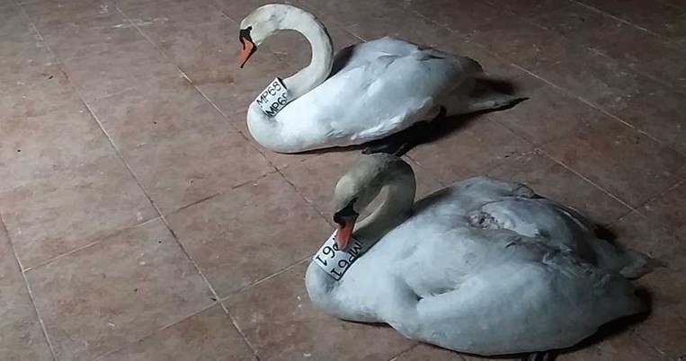 Ο αρσενικός κύκνος της Καστοριάς θρηνεί το ταίρι του παραδίδοντας μαθήματα αγάπης και αφοσίωσης