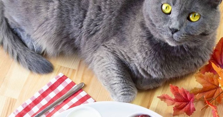 Ένα καφέ που φιλοξενεί γάτες στην Ουκρανία αρνείται να κλείσει