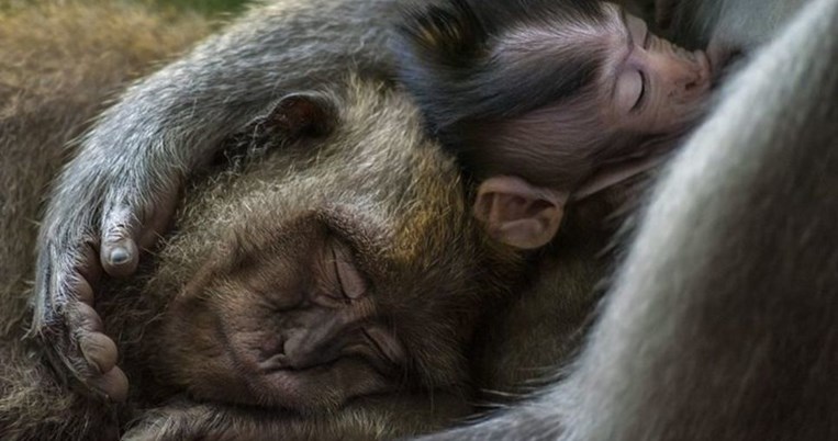 Οι νικητές του World Nature Photography Awards 2021 μας δίνουν ανάσα ζωής και χαράς