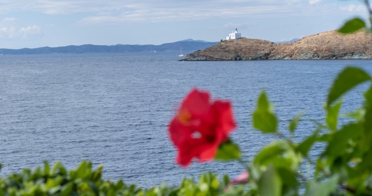 Tα αγριολούλουδα της Κέας: χαρτογραφώντας το αρχαίο μονοπάτι και τα άνθη του