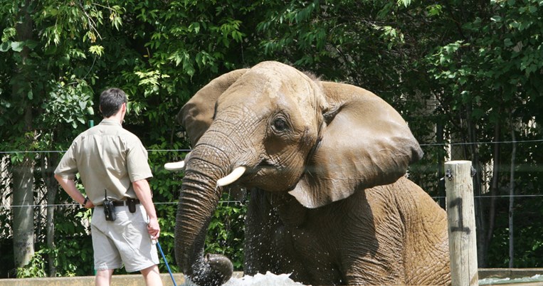 Το μεγαλείο των ζώων: ελέφαντας σώζει αντιλόπη από πνιγμό