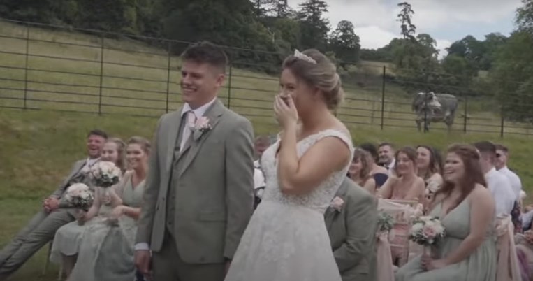 γάμος, αγελάδα