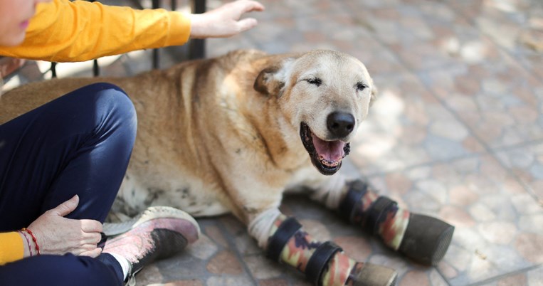 Λεμονόπιτας, σκυλάκος καρτέλ ναρκωτικών
