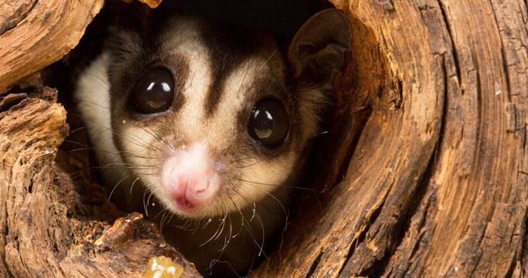 ιστορια_χριστουγεννα