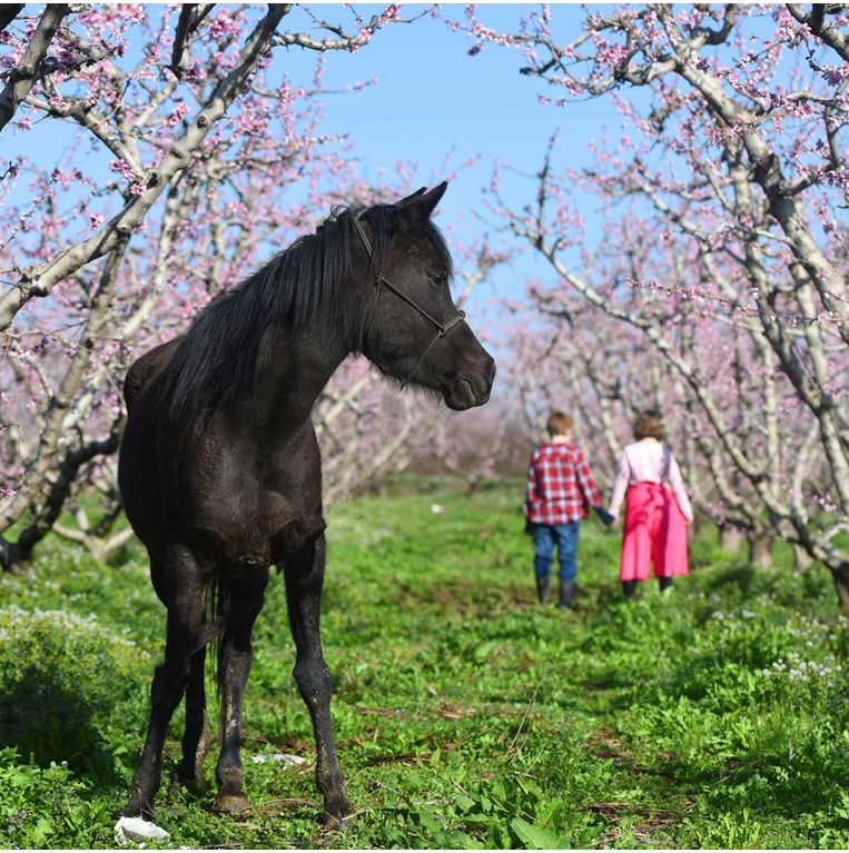 Βέροια, Ανθισμένες ροδακινιές